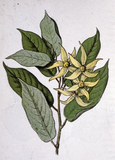 Ylang Ylang door Unbekannter Künstler