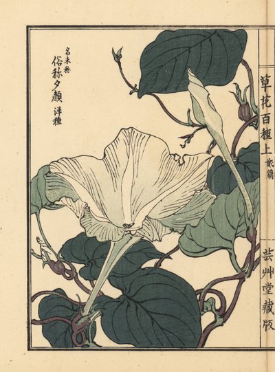 Yuugao, hyoutan, kalebas of flespompoenbloem, Lagenaria siceraria - Kusa Bana Hyakushu (Honderd variëteiten bloemen), Tokyo door Unbekannter Künstler