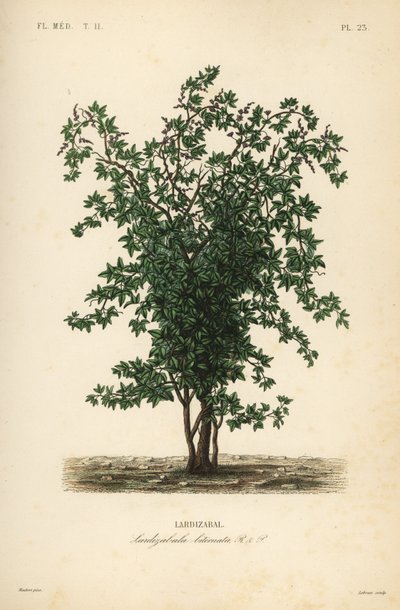 Zabala of coguil vruchtboom, Lardizabala biternata, Lardizabal door Unbekannt
