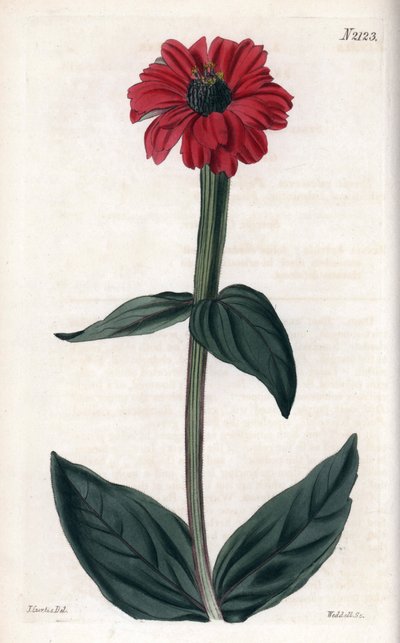 Zinnia heeft rode bloem. Kopergravure, met John Curtis en gegraveerd door Weddell, gepubliceerd in Curtis Botanical Magazine door Unbekannter Künstler