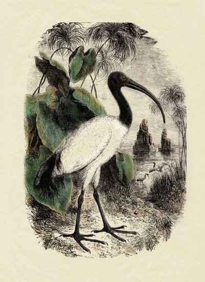 Zoologie: Sacre Ibis (Threskiornis aethiopicus), gravure uit de 19e eeuw door Unbekannter Künstler
