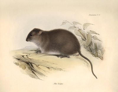Zoologie: De 