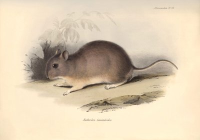 Zoölogie: De "Reithrodon Cuniculoides" of knaagdier beschreven door Charles Darwin tijdens zijn ontdekkingsreis aan boord van de Beagle. Plaat uit "The Zoology of the voyage of H.M.S. Beagle under the command of Captain Fitzroy during the years 1832 to 183 door Unbekannter Künstler