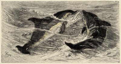 Zoologie: dolfijnen (delphinus delphis) beschreven en geïllustreerd door Carlo Vogt en Federico Specht in Natural history illustree: zoogdieren 1884 door Unbekannter Künstler