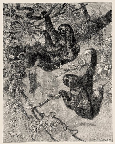 Zoologie: luiaard (Ai - Bradypus tridactylus) beschreven en geïllustreerd door Carlo Vogt en Federico Specht in 