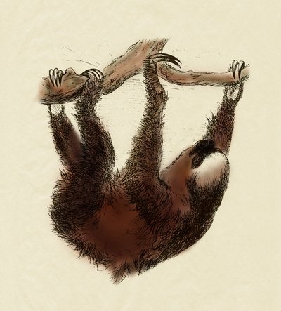 Zoologie: luiaard (Bradypus tridactylus) door Unbekannter Künstler