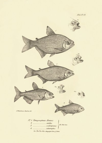 Zoölogie: weergave van de vis 