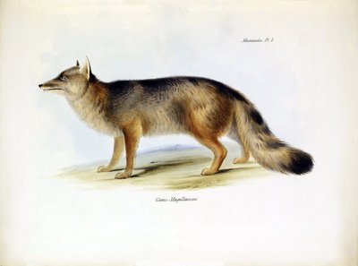 Zoölogie: weergave van de "Canis fulvipes" Zuid-Amerikaanse vos beschreven door Charles Darwin tijdens zijn reis aan boord van de Beagle. Plaat uit "The zoology of the voyage of H.M.S. Beagle under the command of Captain Fitzroy during the years 1832-1836" door Unbekannter Künstler