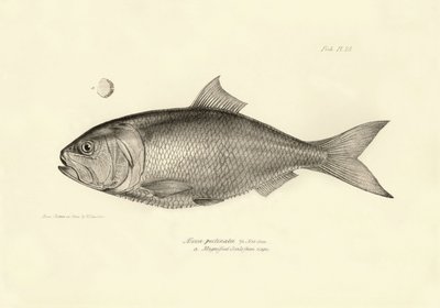 Zoölogie: weergave van de vis 
