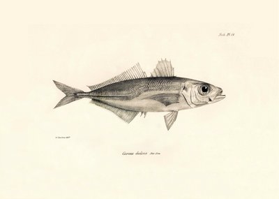 Zoologie: weergave van de vis Caranx declivis beschreven door Charles Darwin tijdens zijn reis aan boord van de Beagle. Plaat uit The zoology of the voyage of H.M.S. Beagle onder het bevel van kapitein Fitzroy tijdens de jaren 1832-1836 door Unbekannter Künstler