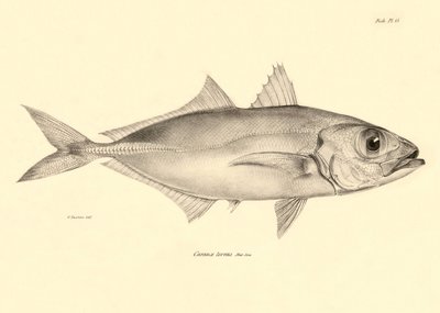Zoölogie: weergave van de vis "Caranx torvus" beschreven door Charles Darwin tijdens zijn reis aan boord van de Beagle. Plaat uit "The zoology of the voyage of H.M.S. Beagle under the command of Captain Fitzroy during the years 1832-1836" door Unbekannter Künstler