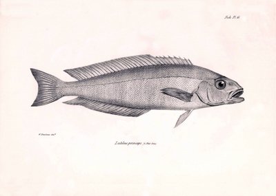 Zoologie: weergave van de vis Latilus princeps beschreven door Charles Darwin tijdens zijn reis aan boord van de Beagle. Plaat uit The zoology of the voyage of H.M.S. Beagle onder het bevel van kapitein Fitzroy tijdens de jaren 1832-1836 door Unbekannter Künstler