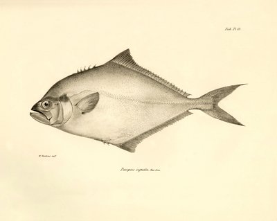 Zoölogie: weergave van de vis 