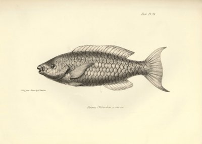 Zoölogie: weergave van de vis 
