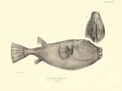 Zoölogie: weergave van de vis 