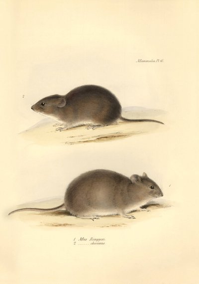Zoologie: de Mus Renggeri en de Mus obscurus (ratten) beschreven door Charles Darwin tijdens zijn ontdekkingsreis aan boord van de Beagle. Plaat uit The Zoology of the voyage of H.M.S. Beagle onder het bevel van kapitein Fitzroy tijdens de jaren 1832 tot 1 door Unbekannter Künstler