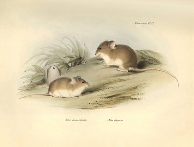 Zoologie: de 