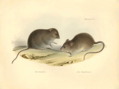 Zoölogie: de "Mus brachiotis" en "Mus Magellanicus" (ratten) beschreven door Charles Darwin tijdens zijn ontdekkingsreis aan boord van de Beagle. Plaat uit "The Zoology of the voyage of H.M.S. Beagle under the command of Captain Fitzroy during the years 18 door Unbekannter Künstler