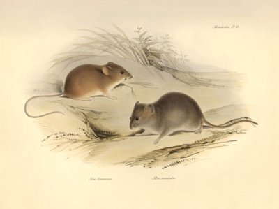 Zoologie: de Mus flavescens en Mus arenicola (ratten) beschreven door Charles Darwin tijdens zijn ontdekkingsreis aan boord van de Beagle. Plaat uit The Zoology of the voyage of H.M.S. Beagle onder het bevel van kapitein Fitzroy tijdens de jaren 1832 tot 1 door Unbekannter Künstler