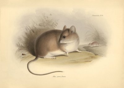 Zoologie: de Mus griseoflavus of bladermuis beschreven door Charles Darwin tijdens zijn ontdekkingsreis aan boord van de Beagle. Plaat uit The Zoology of the voyage of H.M.S. Beagle onder het bevel van kapitein Fitzroy tijdens de jaren 1832 tot 1836 door Unbekannter Künstler