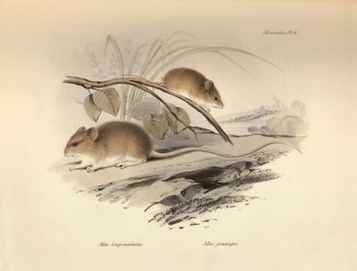Zoölogie: de 