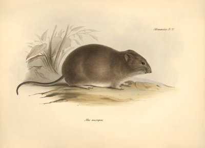 Zoölogie: de 