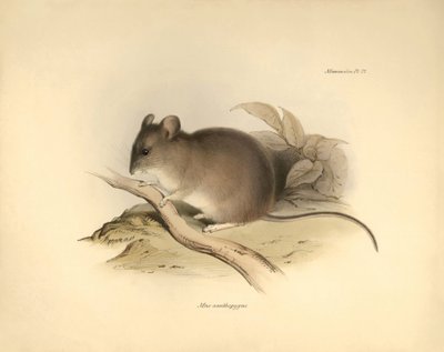 Zoologie: De "Mus xanthopygus" of xanthopygus muis beschreven door Charles Darwin tijdens zijn ontdekkingsreis aan boord van de Beagle. Plaat uit "The Zoology of the voyage of H.M.S. Beagle onder het bevel van Kapitein Fitzroy tijdens de jaren 1832 tot 183 door Unbekannter Künstler