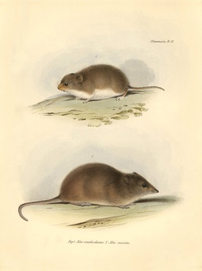 Zoologie: de Mus xanthorhinus of veldrat en Mus nasutus beschreven door Charles Darwin tijdens zijn ontdekkingsreis aan boord van de Beagle. Plaat uit The Zoology of the voyage of H.M.S. Beagle onder het bevel van kapitein Fitzroy tijdens de jaren 1832 tot door Unbekannter Künstler