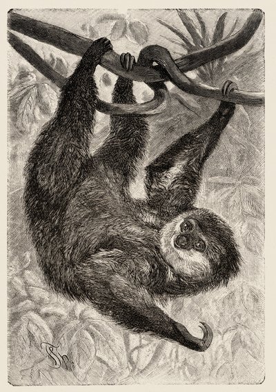 Zoologie: unau of luiaard beschreven en geïllustreerd door Carlo Vogt en Federico Specht in 