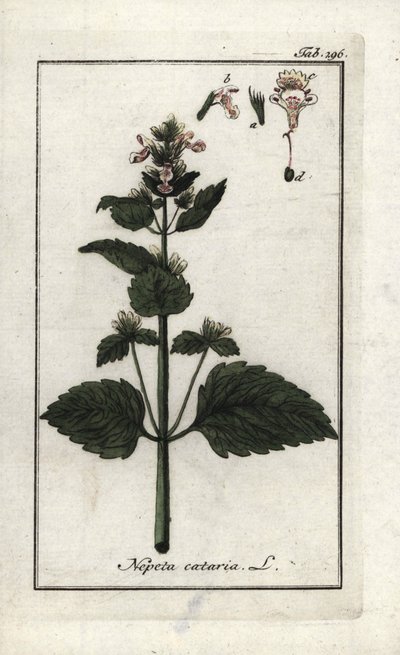 Kattekruid (Nepeta cataria). Lithografie uit Afbeelding der Artseny-Gewassen door Johannes Zorn, Nederland door Unbekannter Künstler