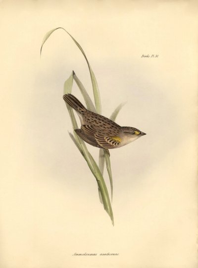 Ornithologie: Ammodramus xanthornus door Unbekannter Künstler