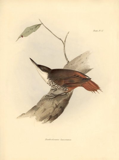 Ornithologie: Dendrodamus leucosternus vogel van Zuid-Amerika geobserveerd en beschreven door Charles Darwin (1809-1882). Plaat uit The zoology of the voyage of H.M.S. Beagle. Deel III, Vogels beschreven door John Gould, met opmerking over hun gewoonten do door Unbekannter Künstler