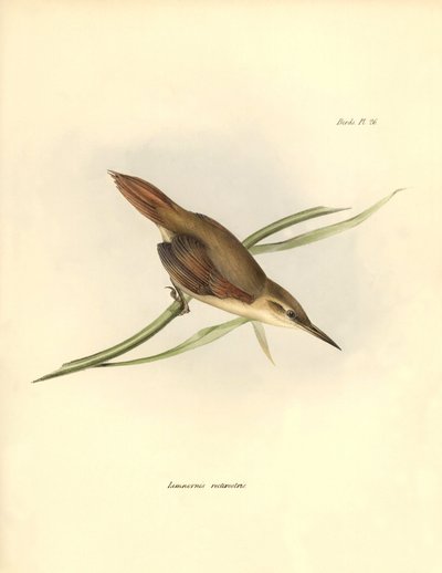 Ornithologie: Limnornis rectirostris zangvogel van Zuid-Amerika geobserveerd en beschreven door Charles Darwin (1809-1882). Plaat uit The zoology of the voyage of H.M.S. Beagle. Deel III, Vogels beschreven door John Gould, met opmerking over hun gewoonten  door Unbekannter Künstler