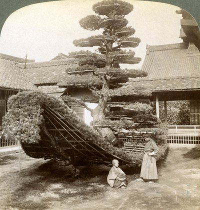 Een enkele den getraind in de vorm van een boot, Kinkaku-ji Klooster, Kyoto, Japan door Underwood and Underwood