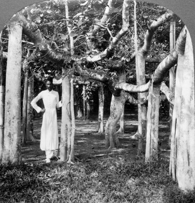 Onder de wortels van een banyanboom, Calcutta, India, 1900s door Underwood and Underwood