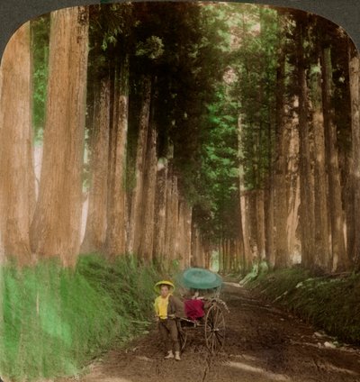 Een laan van cryptomeria cederbomen, Nikko, Japan door Underwood and Underwood