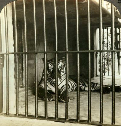 Gevangen mensenetende tijger verantwoordelijk voor 200 doden, Calcutta, India door Underwood and Underwood