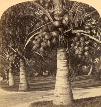 Kokosbomen in het witte zand van Florida, VS, ca. 1900 door Underwood and Underwood