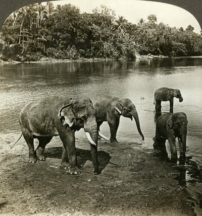 Olifanten, Sri Lanka Ceylon door Underwood and Underwood