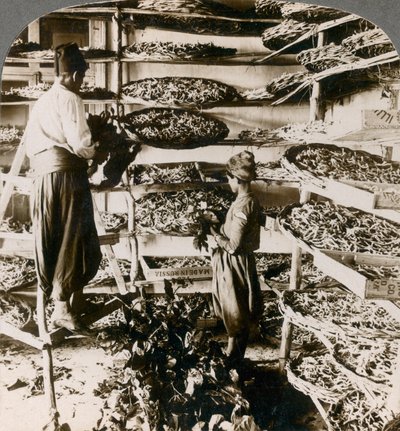 Zijderupsen voeren hun ontbijt van moerbeibladeren, Libanon bergen, Syrië door Underwood and Underwood