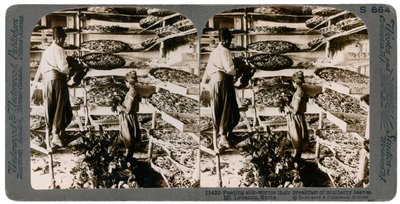 Voeren van zijderupsen hun ontbijt van moerbeibladeren, Libanon gebergte, Syrië, 20e eeuw door Underwood and Underwood