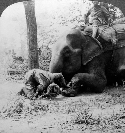 Mahout verwijdert een doorn uit de voet van een olifant, Behar tijgerjacht, India, ca. 1900 door Underwood and Underwood
