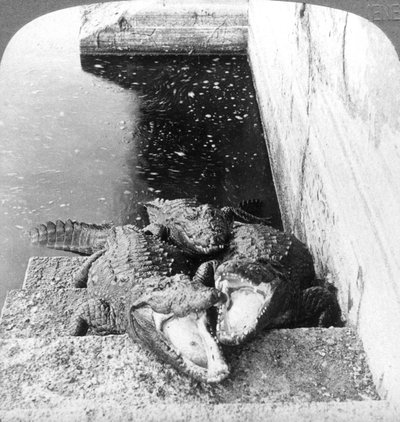 Mensetende alligators, India, 1904 door Underwood and Underwood