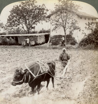 Ploegen van overstroomd land voor rijstplanting, ten noorden van de hoofdweg bij Uji, nabij Kyoto, Japan, 1904 door Underwood and Underwood