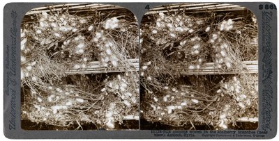 Zijde cocons geweven in moerbeibomen, Antiochië, Syrië, 1900s door Underwood and Underwood