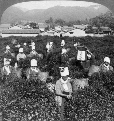 Theeplukken in Uji, Japan, 1904 door Underwood and Underwood