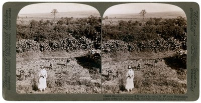 Het noordwestelijke uitzicht vanaf Shunem, over de Vlakte van Esdraelon, richting Karmel, 1900s door Underwood and Underwood