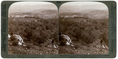 De vlakte van Dothan, Palestina, 1900 door Underwood and Underwood