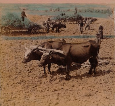 Spaarzame plattelandsmensen met hun vee aan het werk op een boerderij nabij Jonkoping, Zweden, 1905 door Underwood and Underwood