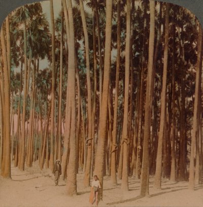Toddy-palmen 100 ft. hoog, Pagan, Birma door Underwood and Underwood